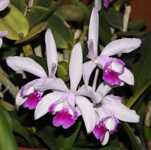 Cattleya intermedia