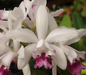 Cattleya intermedia