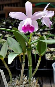 Cattleya intermedia