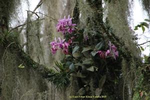 Cattleya intermedia