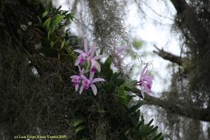 Cattleya intermedia