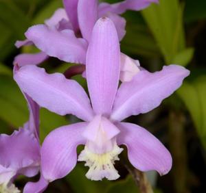 Cattleya kerrii