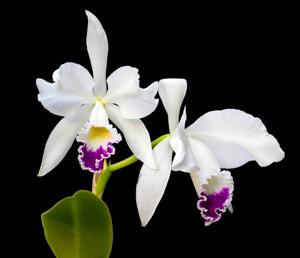 Cattleya labiata