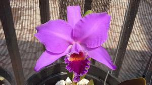 Cattleya labiata