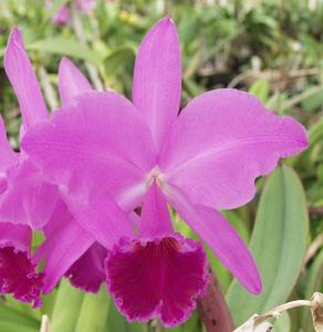 Cattleya labiata