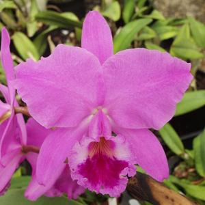 Cattleya labiata