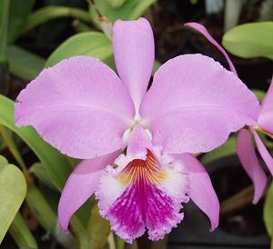 Cattleya labiata