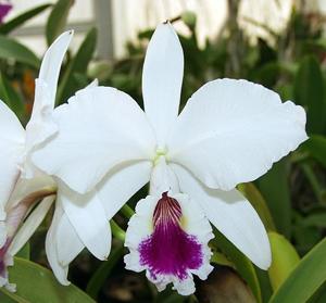 Cattleya labiata