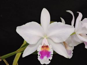 Cattleya labiata