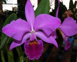 Cattleya labiata