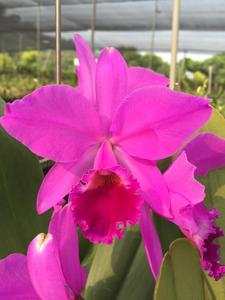 Cattleya labiata