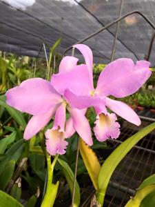 Cattleya labiata