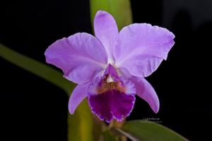 Cattleya labiata