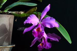 Cattleya labiata