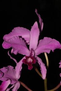 Cattleya lawrenceana