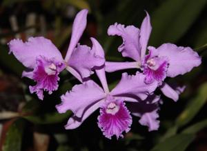 Cattleya lobata