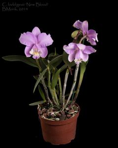 Cattleya loddigesii