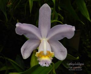 Cattleya loddigesii