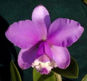 Cattleya loddigesii