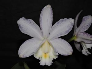 Cattleya loddigesii