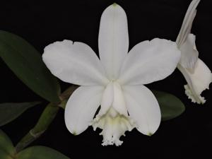 Cattleya loddigesii