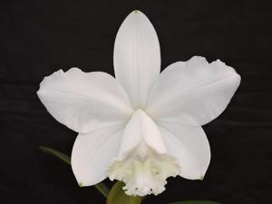 Cattleya loddigesii