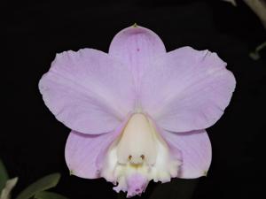 Cattleya loddigesii