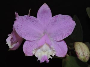 Cattleya loddigesii