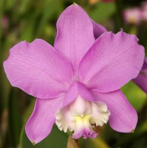 Cattleya loddigesii