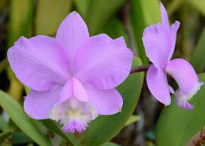 Cattleya loddigesii