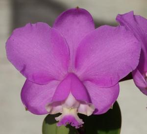 Cattleya loddigesii