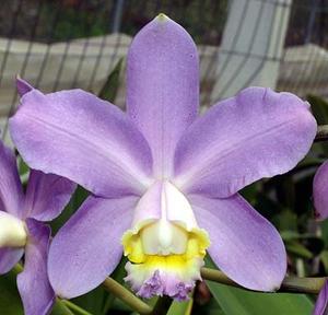 Cattleya loddigesii