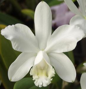 Cattleya loddigesii