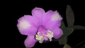 Cattleya loddigesii