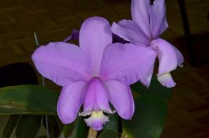 Cattleya loddigesii