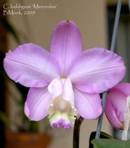 Cattleya loddigesii