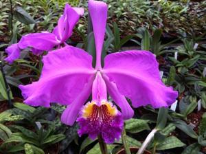 Cattleya lueddemanniana