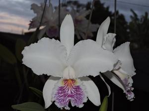 Cattleya lueddemanniana