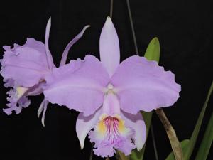 Cattleya lueddemanniana