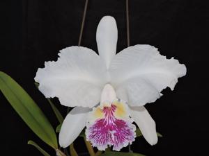 Cattleya lueddemanniana