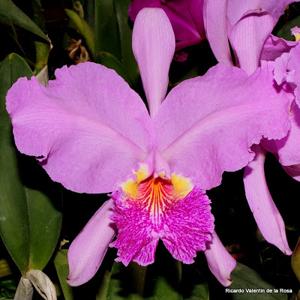 Cattleya lueddemanniana