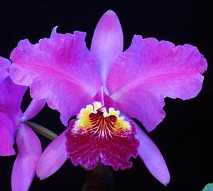 Cattleya lueddemanniana