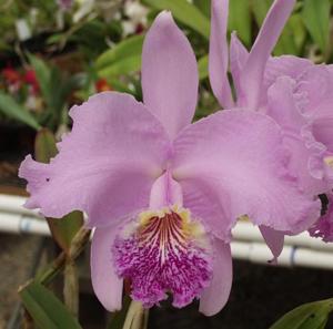 Cattleya lueddemanniana