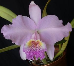 Cattleya lueddemanniana