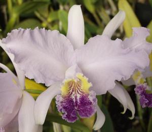 Cattleya lueddemanniana