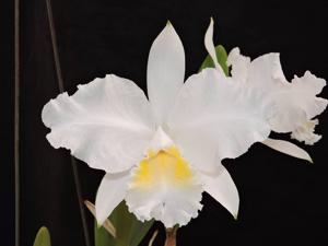 Cattleya lueddemanniana