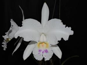 Cattleya lueddemanniana