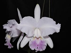 Cattleya lueddemanniana