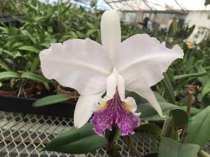 Cattleya lueddemanniana