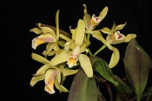 Cattleya luteola